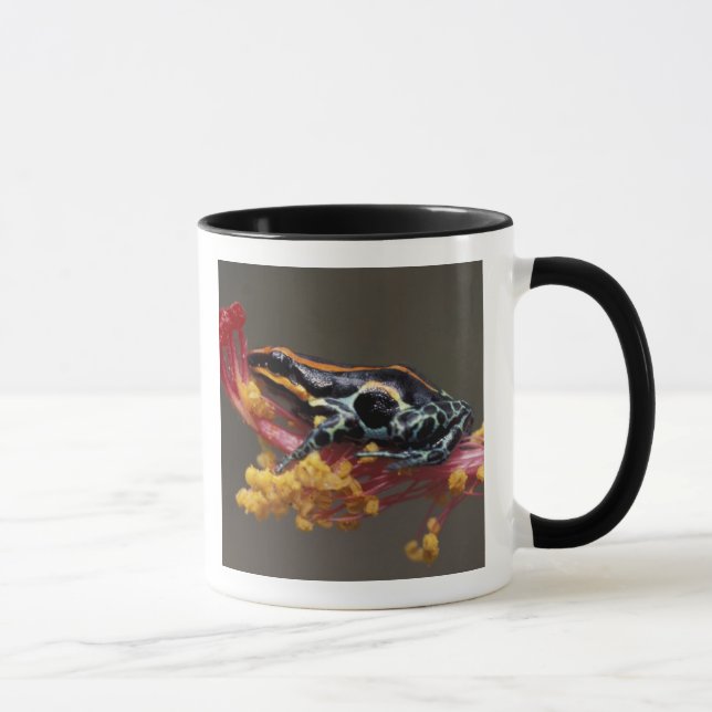 Peru, Peruaner Regenwald. Giftbogenfrosch Tasse (Rechts)