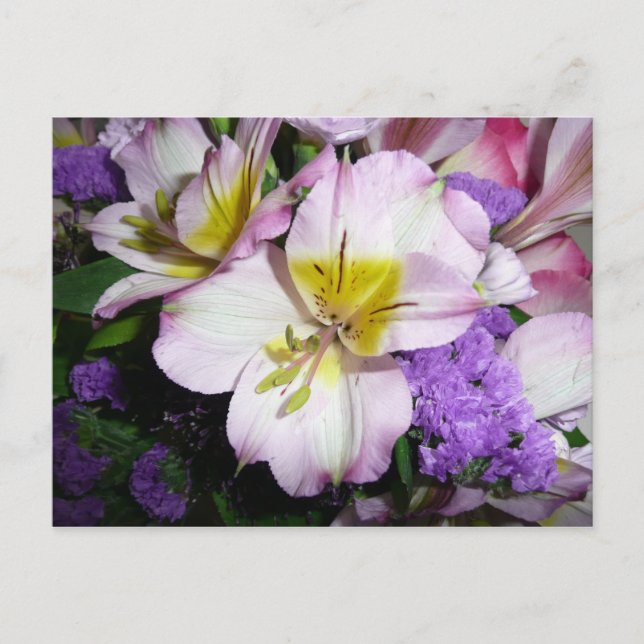 Peruaner Lily Postkarte (Vorderseite)