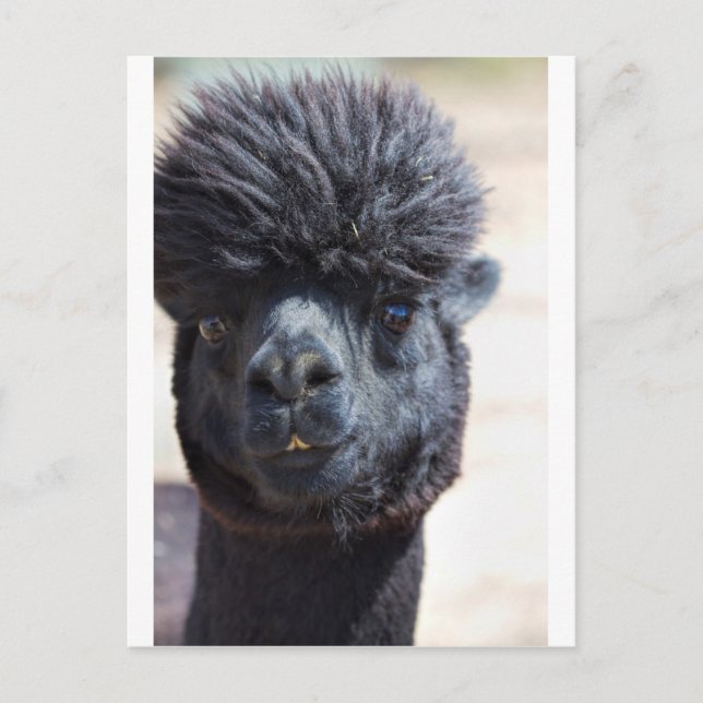 Peruanische Alpaca mit verrücktem Haar Postkarte (Vorderseite)