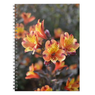 Peruanische Lily-Blume am RHS Garden Wisley Notizblock