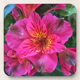 Peruanische Lily Pink Farbe-79408 Getränkeuntersetzer