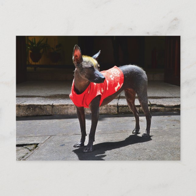 Peruanischer Hairless Dog Postkarte (Vorderseite)