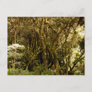 Peruanischer Regenwald Moss bedeckt Postkarte