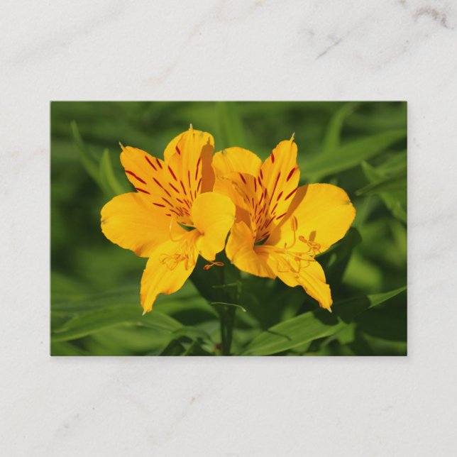 Peruvian Lilies Visitenkarte (Vorderseite)