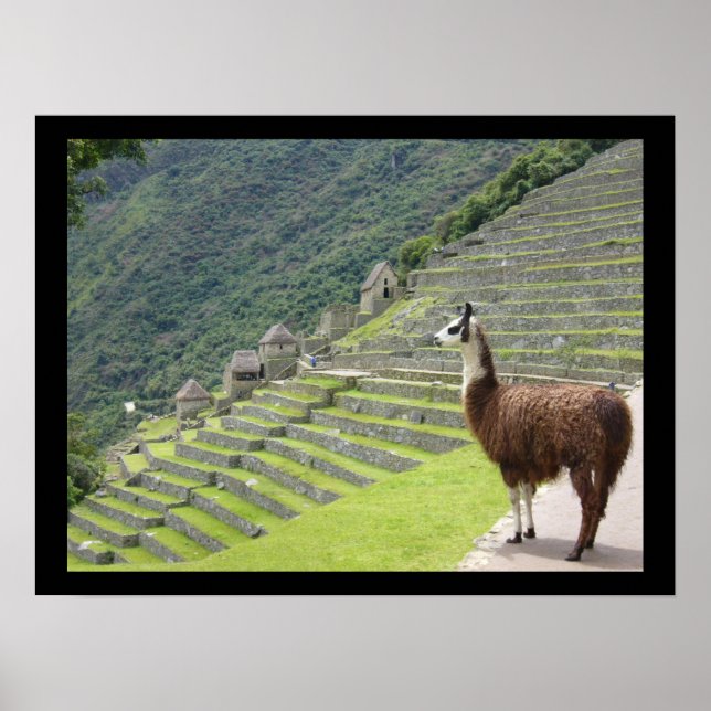 peruvian llama poster (Vorne)