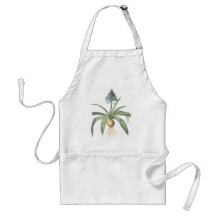 peruvian squill(Scilla peruviana) by Redouté Schürze