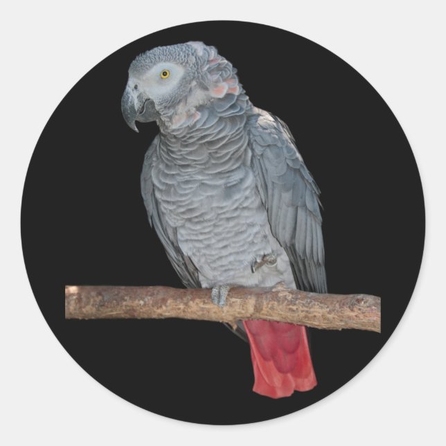 Pesky-Paprot-Sticker Runder Aufkleber (Vorderseite)