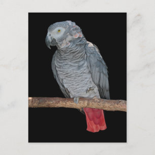 Pesky Parrot Postcard Postkarte