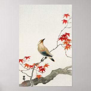 Pestvogel auf Ahorn von Ohara Koson Poster