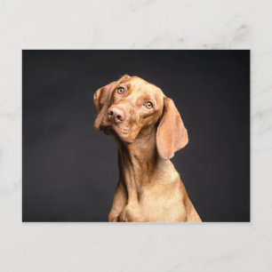 Pet Brown Beagle Dog Postkarte