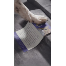 Pet Care Sitzen Baden Grooming Beauty Salon Katze