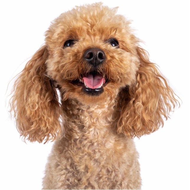 Pet Dog Photo Sculpture Cutout (Devant)