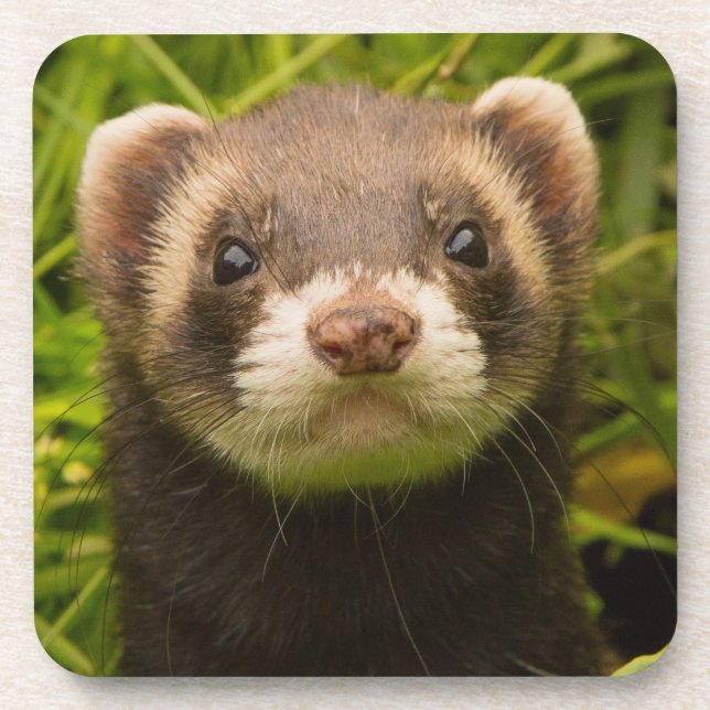 Pet Ferret im Gras Getränkeuntersetzer (Vorderseite)