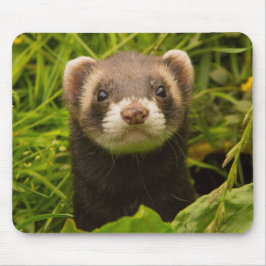 Pet Ferret in the Grass Mousepad
