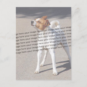 PET-Foto ✨ Individuelles Einzelstück Postkarte