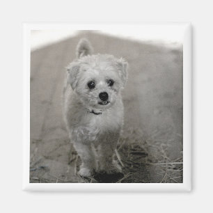 Pet Foto Zeitlos Keepake Dog Mama Vater Magnet
