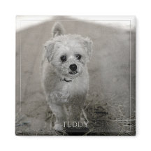 Pet Foto Zeitlos Keepake Dog Mama Vater