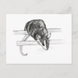 Pet mouse sketch postcard by Nicole Janes Postkarte
