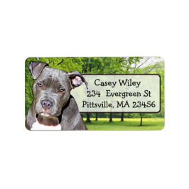 Pet Pitbull Chien Étiquette de adresse