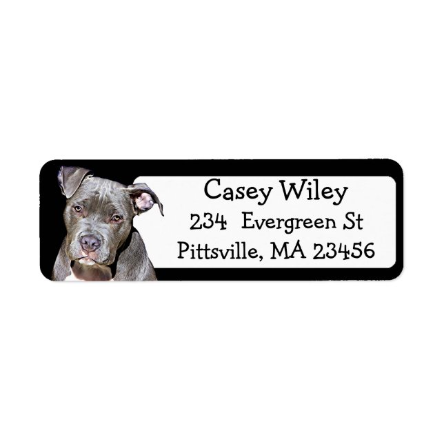 Pet Pitbull Hundeadresse (Vorne)