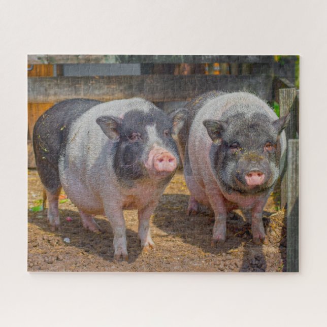 Pet Pot Belly Mini Schweine Jigsaw Puzzle (Horizontal)