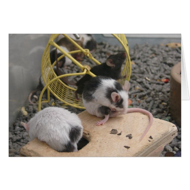 Pet Store Critters (Vorderseite (Horizontal))