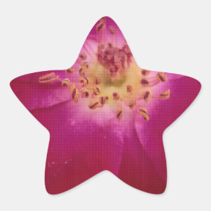 Petal Perfektion: Scheckte Rose Petal Muster Art Stern-Aufkleber