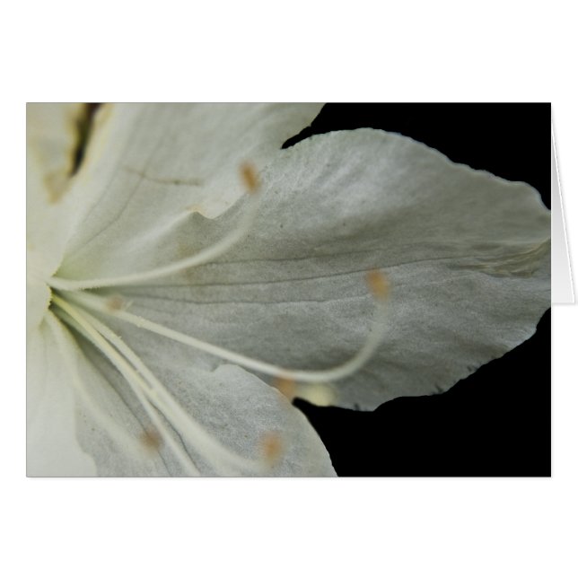 Petal Portrait Card (Vorderseite (Horizontal))