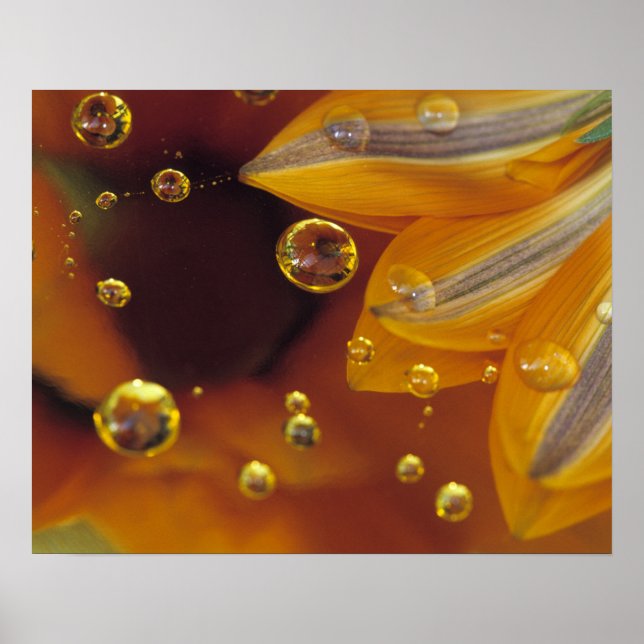 Petalen auf der reflektierenden Oberfläche von Myl Poster (Vorne)
