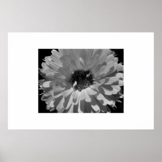 Petalen in Schwarz und Weiß Poster