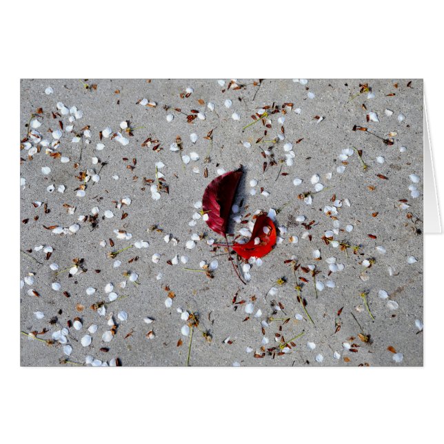 Pétales blancs Feuille rouges (Devant horizontal)