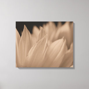 Pétales de fleurs en toile Sepia Tone
