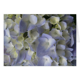 Pétales d'hortensia