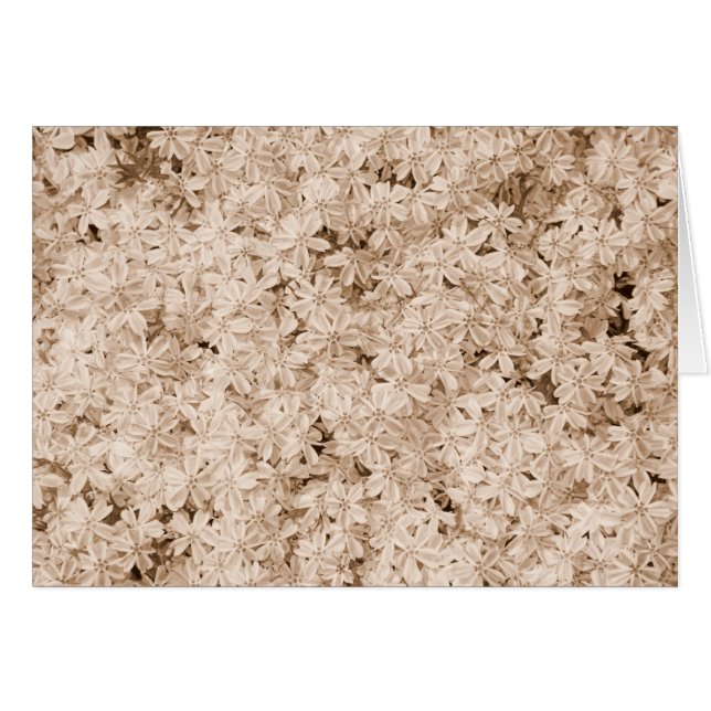 Pétales roses (Devant horizontal)