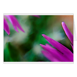 Pétales roses de cactus