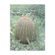 Pétales roses Prickly Cactus Arizona Carte postale