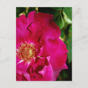 Petals der Sommerpostkarte Postkarte