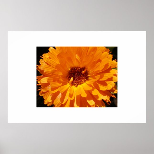 Petals Poster (Vorne)