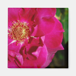 Petals von Summer Magnet