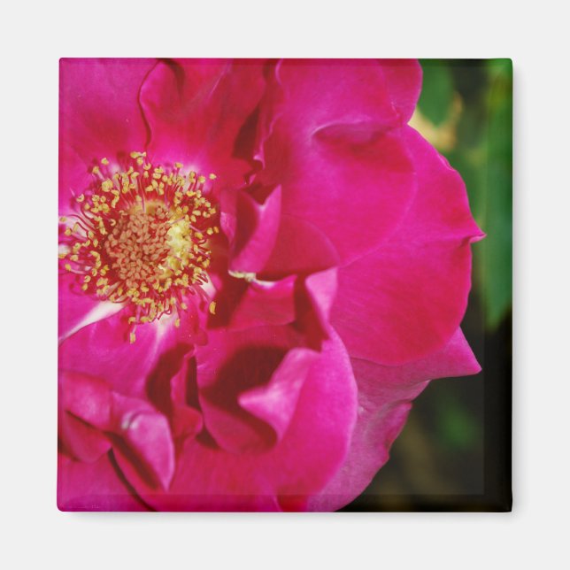 Petals von Summer Magnet (Vorne)