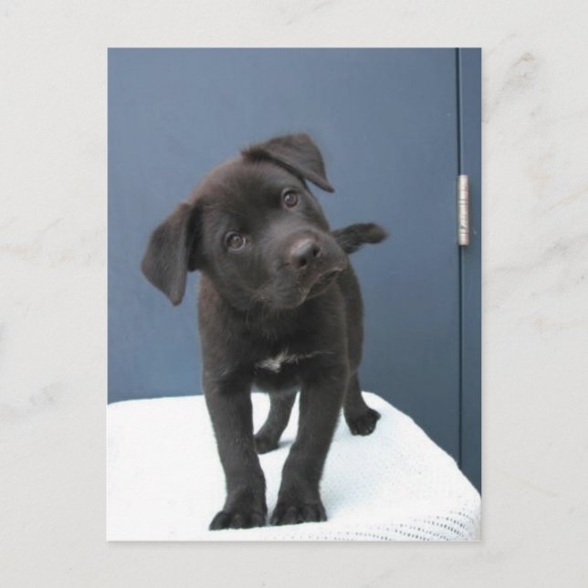 Pete Postkarte (Vorderseite)