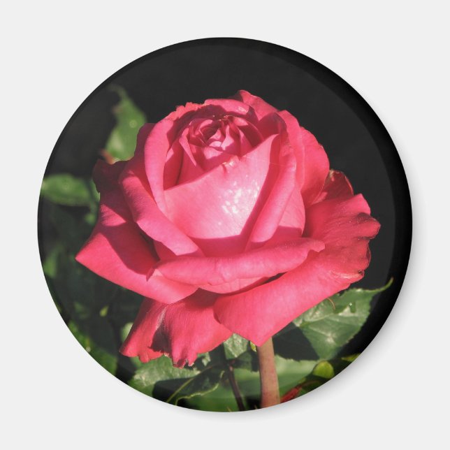 Peter Frankenfeld Hybrid Tea Rose 001 Magnet (Vorne)
