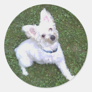 Petey der Pom-A-Poo Aufkleber