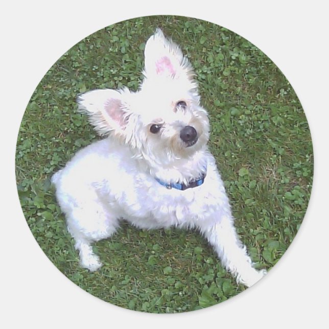 Petey, Pom-A-Poo-Aufkleber Runder Aufkleber (Vorderseite)