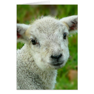 Petit agneau blanc mignon