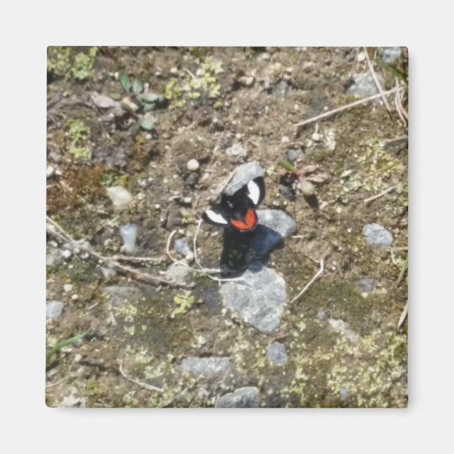 petit aimant papillon (Devant)