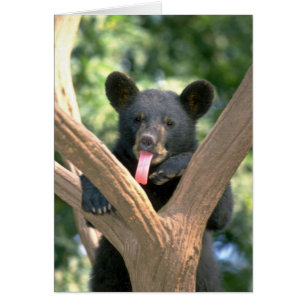 Petit animal d'ours noir