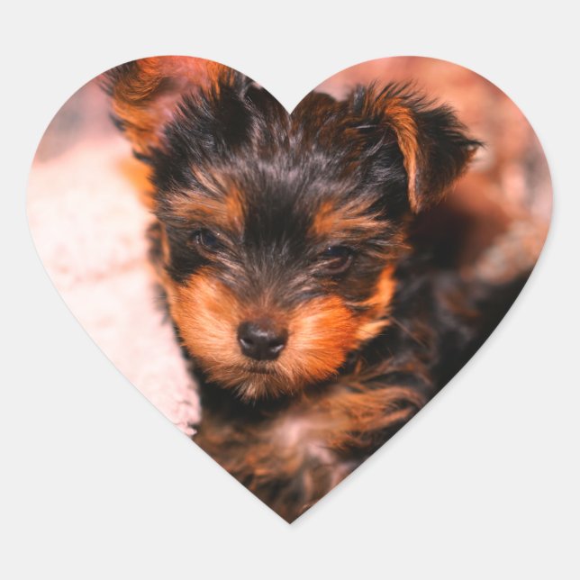 Petit autocollant de coeur de chiot brillant de (Devant)