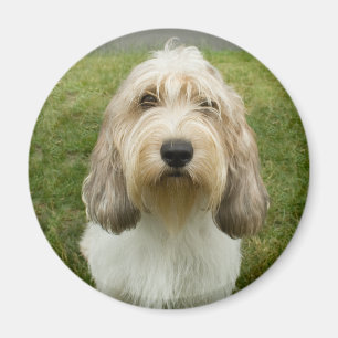 Petit Basette Griffon Vendeen Magnet