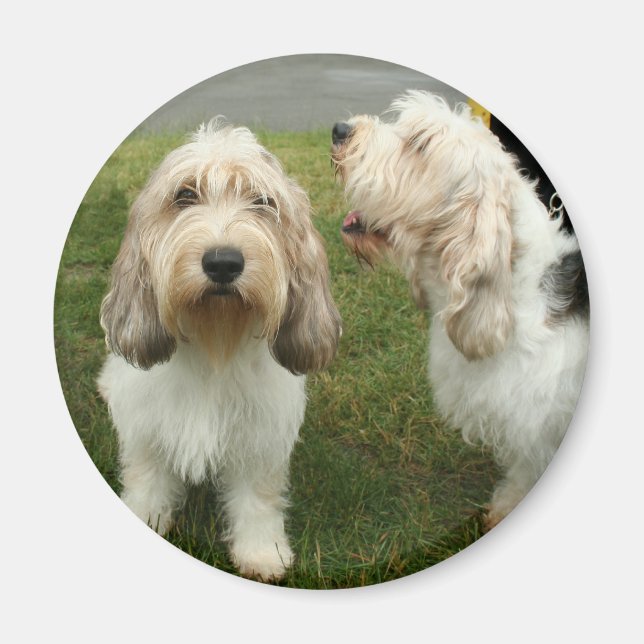 Petit Basette Griffon Vendeen Magnet (Vorne)